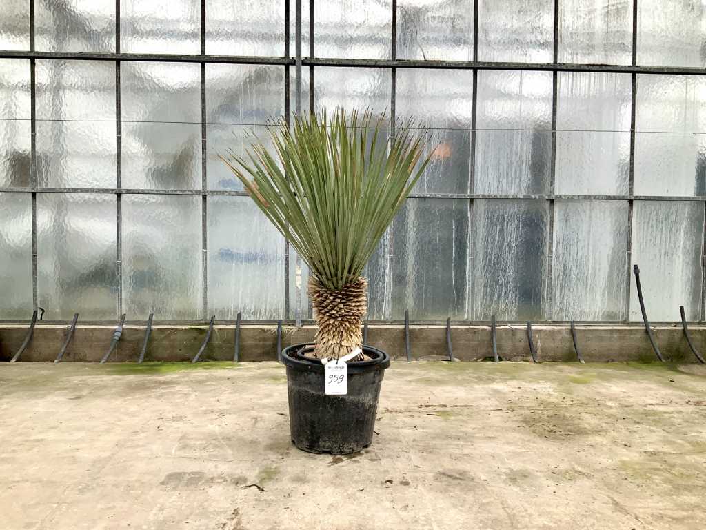 palmboom (Yucca Rostrata)
