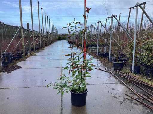 Mexikanische Orange – Mehrstämmige Bäume (10x)