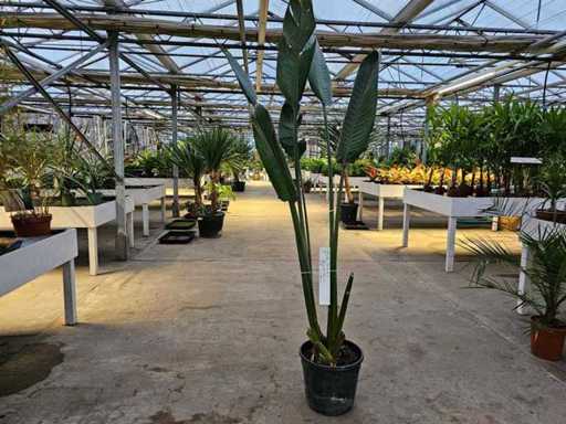 Imposante Strelitzia nicolai - 190 cm Paradijsvogelbloem