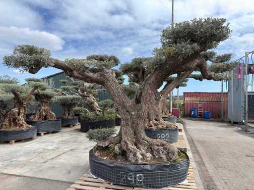 Olivenbaum Farga XXL – Olea Europaea – ca. 250 Jahre alt – Höhe ca. 300 cm