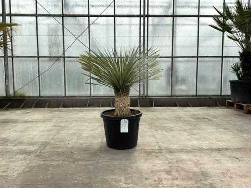 Palme (Yucca rostrata)
