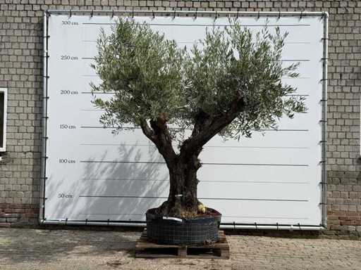 Olijfboom Bonsai vertakt XL - Olea Europaea - ca. 80 jaar oud - hoogte ca. 280 cm