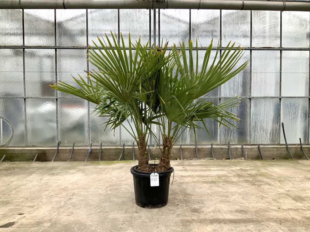 Palmier multi-tronc (Trachycarpus Fortunei)