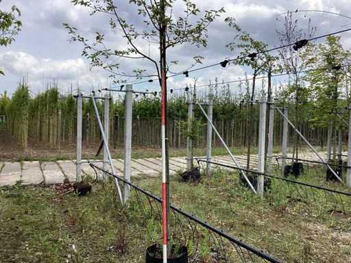 Albero di ribes - Albero ornamentale