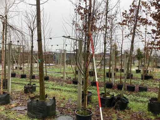 Porzeczka – drzewo miejscowe