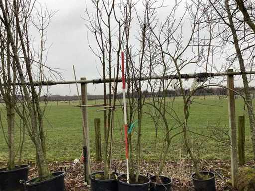 Cireș dulce - Copac cu tulpini multiple