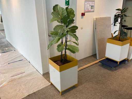 Plantă hidroponică cu jardinier