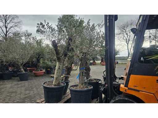 Exclusive Set: 4x Ancient Olive Trees (approx. 120 years old) - Hardy
