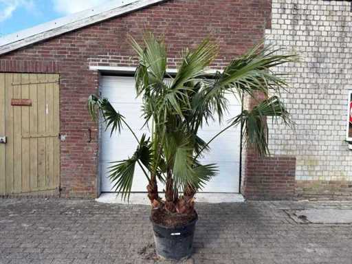 Mexican fan palm multi-stemmed - Washingtonia Robusta - height approx. 240 cm