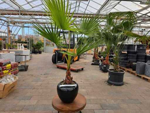 Magnificul palmier Washingtonia (180 cm) într-un ghiveci nobil negru lucios