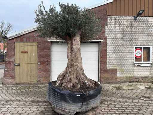 Bonsaï d’olivier XXL - Olea Europaea - 200 ans - Taille environ 330 cm