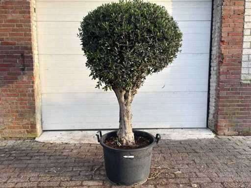 Olea Europaea L kugelförmig L – Olea Europaea L – ca. 40 Jahre alt – Höhe ca. 180 cm