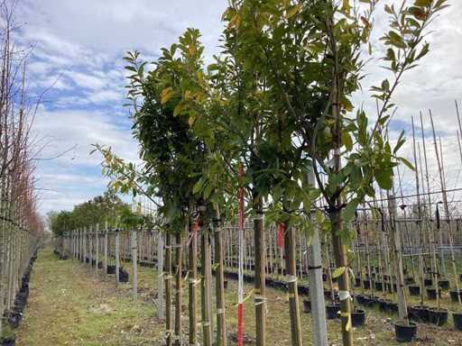 Laurier cerisier - Arbres à feuilles persistantes (7x)