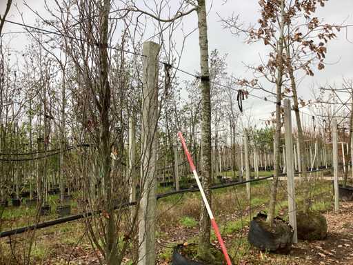 Klon – drzewo ozdobne