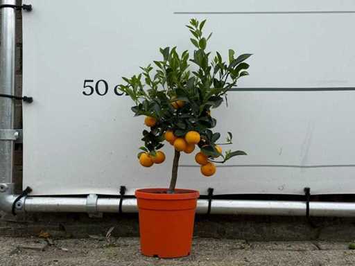 Calamondin - Calamondin citrice - înălțime aprox. 60 cm 