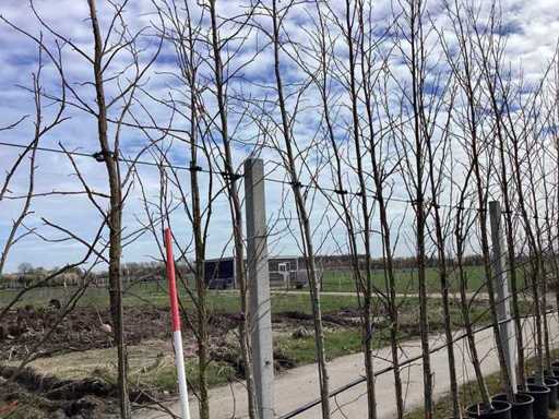 Sweet gum - Alberi topiari (5 volte)