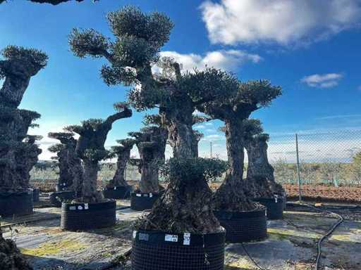 Olea Europea Pom Pom Secolare