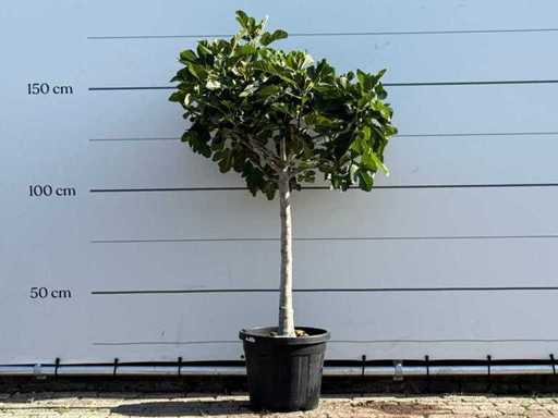 Fig tree low trunk XL - Ficus Carica - height approx. 170 cm