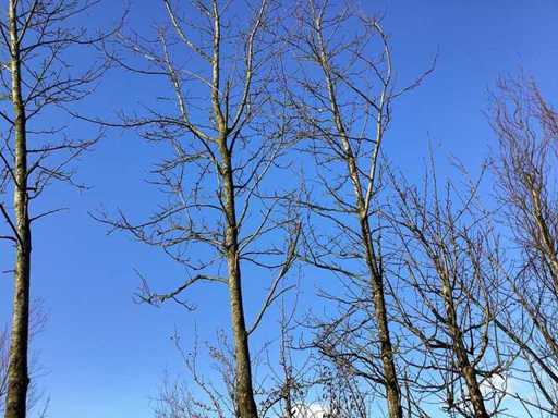 Bontbladige Amberboom - Vormboom (2x)