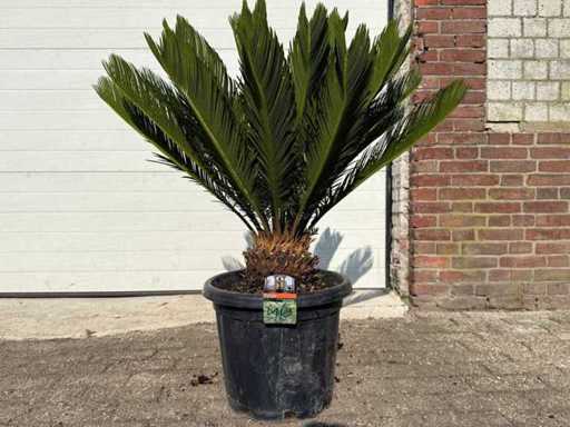 Friedenspalme – Cycas Revoluta – Höhe ca. 90 cm