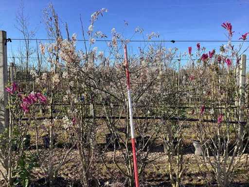 Coacăze - Copac cu mai multe tulpini