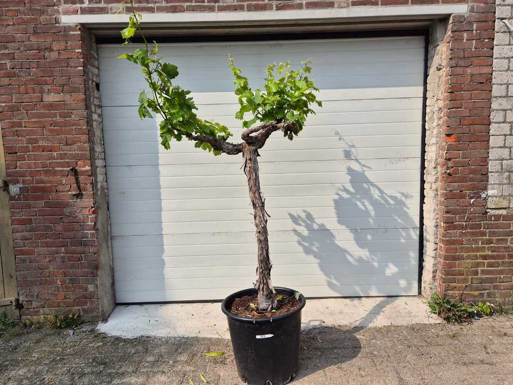 Druivenboom - Vitis Vinifera Media - Vrucht- / fruitboom - hoogte ca. 175 cm