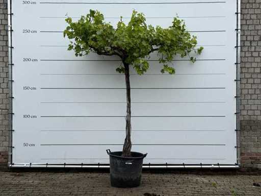 Grape plant high - Vitis Vinifera - height approx. 250 cm