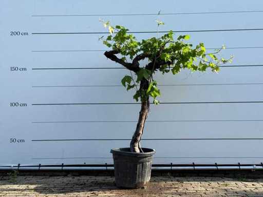 Vigne à tige basse - Vitis vinifera - hauteur environ 180 cm