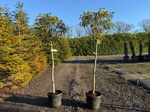 Prunus Lusitanica - Portuguese Laurel bulb on stem 180cm (2x)