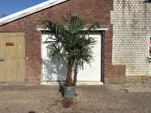Chińska palma wachlarza - Trachycarpus fortunei - podwójny pień - wysokość ok. 250 cm