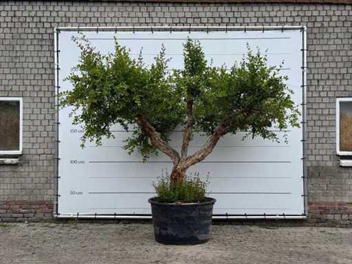 Grenadier XL - Punica Granatum - hauteur environ 280 cm