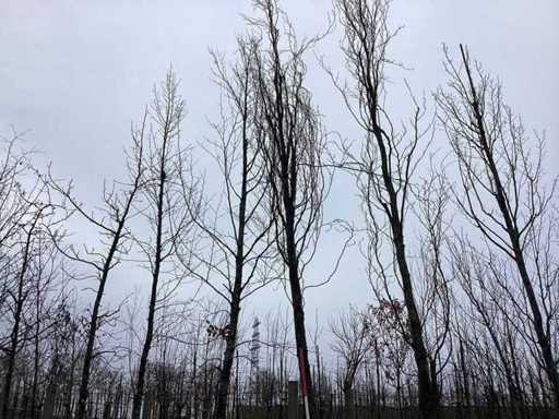 Yellow columnar beech - topiary tree