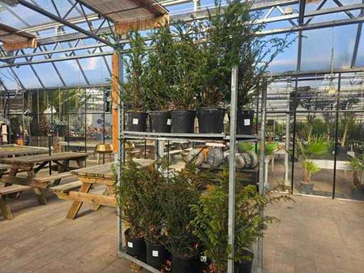 Set of 16 native yew (Taxus baccata) - approx. 110 cm