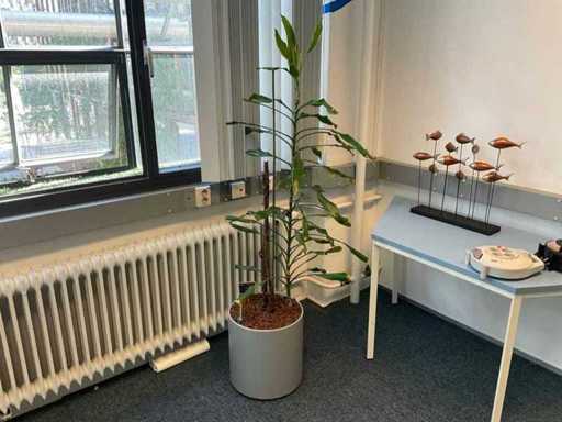 Hydroponic Plant With Pot