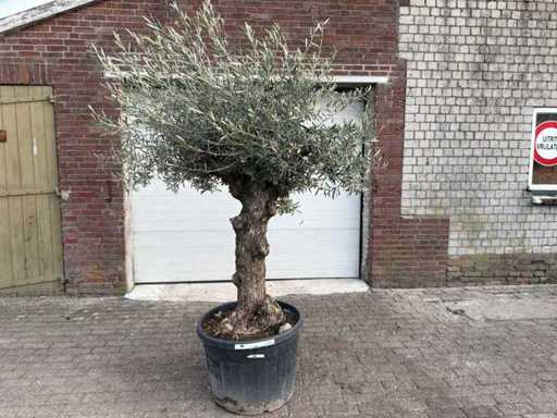 Bonsaï d’olivier - Olea Europaea - 50 ans - Taille environ 220 cm 