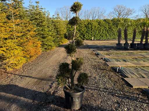 Cupressocyparis Leylandii Pon Pon 180cm