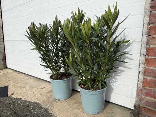 2x Oleander roze - Nerium Oleander - hoogte ca. 80 cm