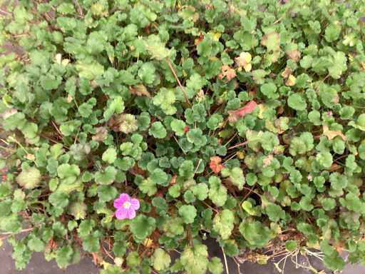 Assortiment vaste planten en bodembedekkers - Erodium - Isothoma - Saxifraga - Sedum - Aster - Walsteinia (x300)