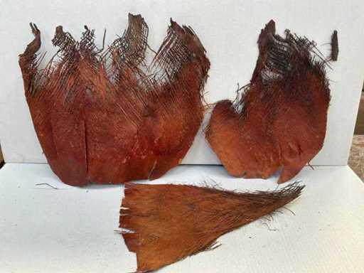 Un set de frunze decorative de palmier