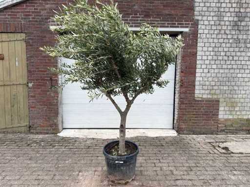 Olivenbaum Andalucia L – Olea Europaea – ca. 50 Jahre alt – Höhe ca. 230 cm