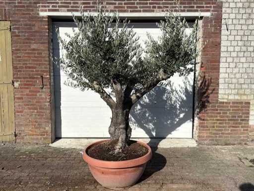 Olive tree Old Skin branched - Olea Europaea - height approx. 250 cm