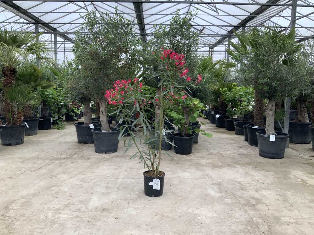 Oleandro rosso (Nerium oleander)