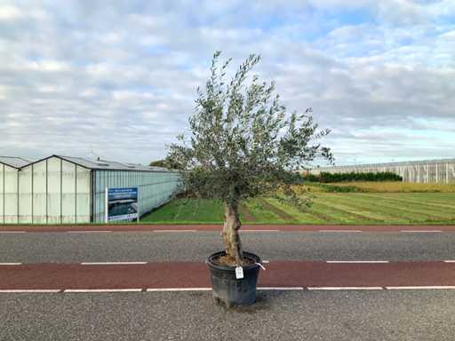 Olive tree (Olea Europaea Lessini)