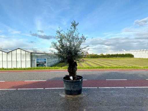 Drzewo oliwne (Olea europaea lessini)