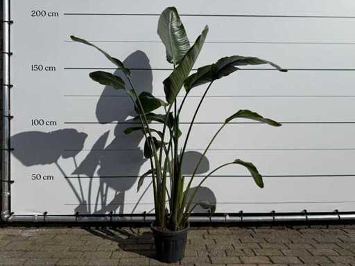 Paradiesvogelpflanze – Strelitzia Augusta – Höhe ca. 170 cm