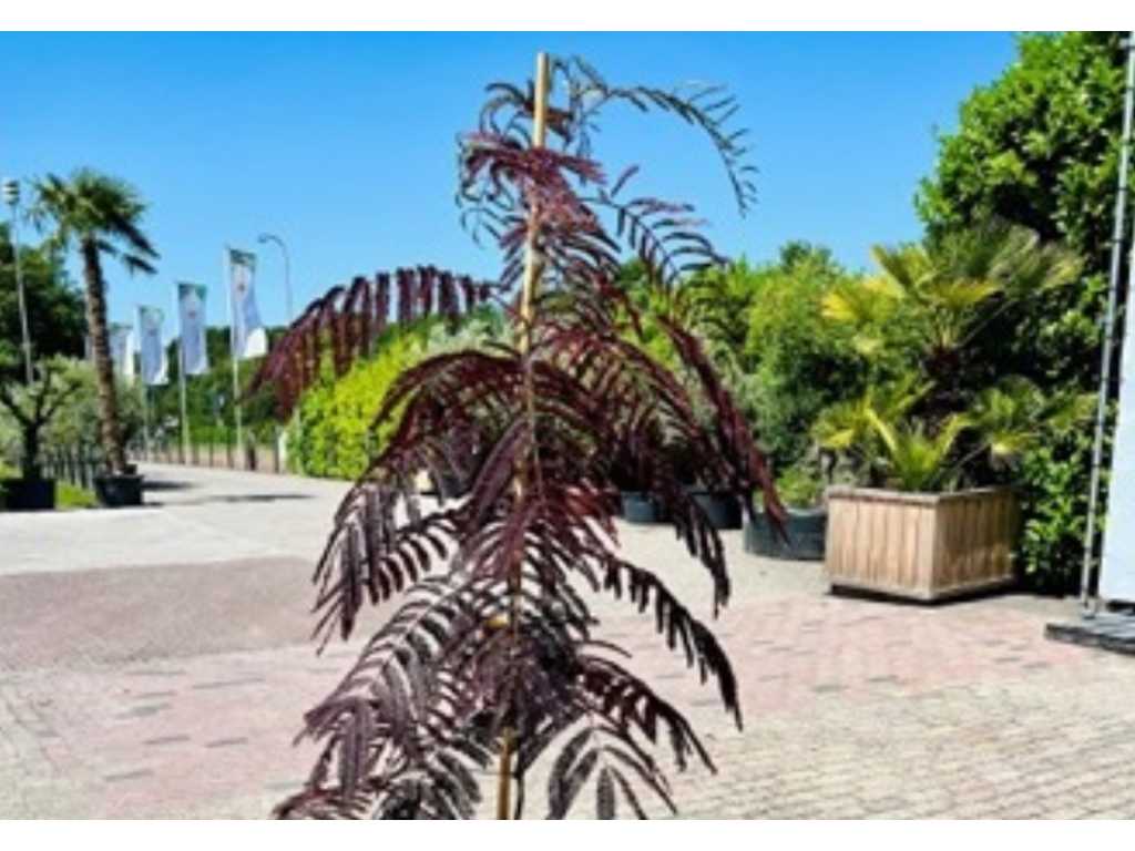 Arborele de dormit persan 140 cm