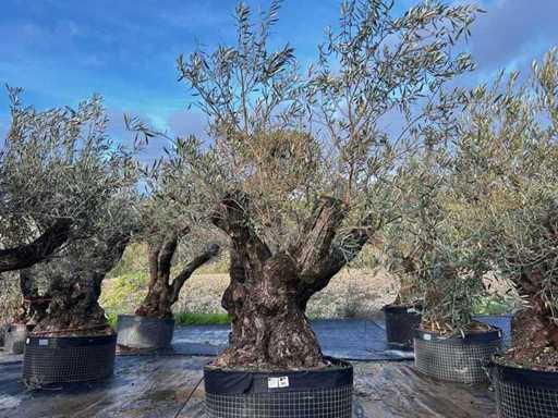Centuries-old olive tree in basket