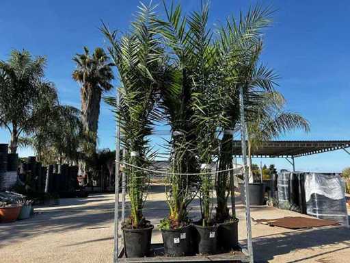 Fenix Palme (6x)