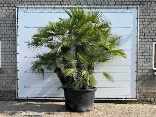 European dwarf palm multi-stemmed XL - Chamaerops Humilis - height approx. 280 cm