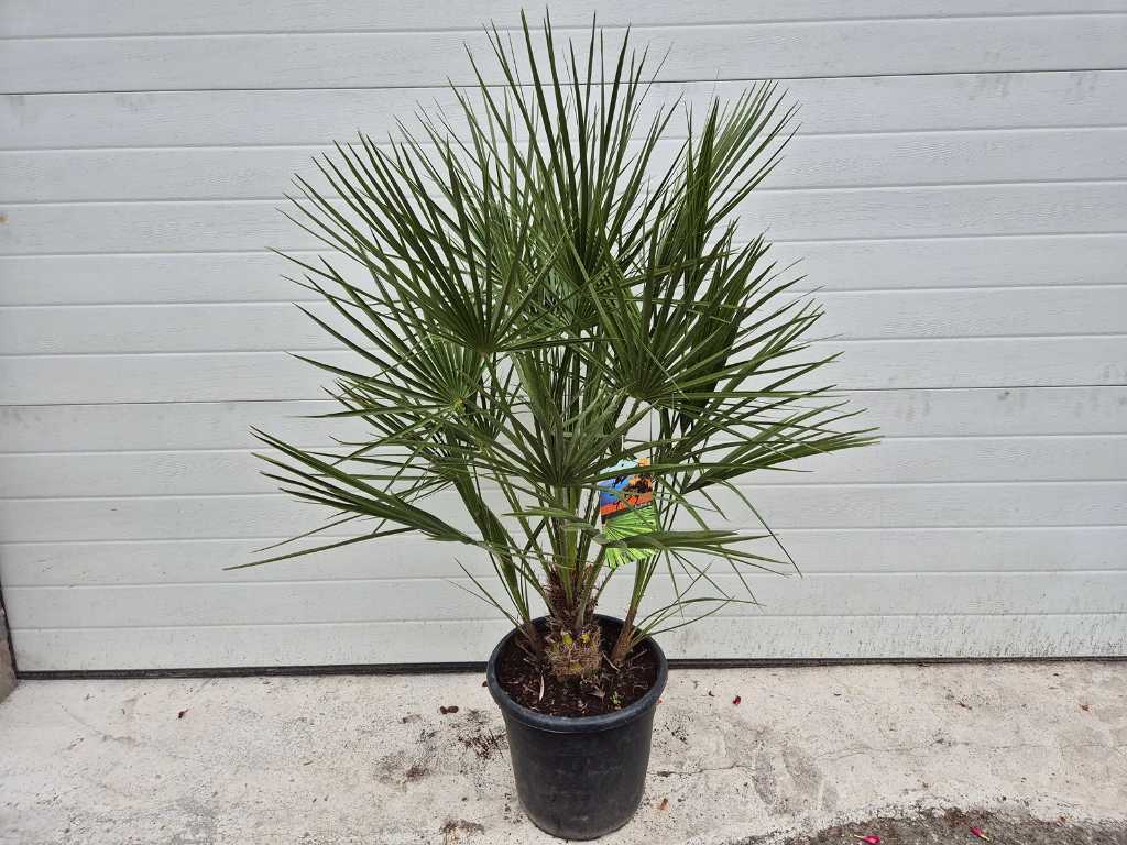 Palmier nain européen - Chamaerops Humilis - arbre méditerranéen - hauteur env. 100 cm 